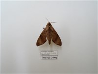 藏品(臺灣缺角天蛾)的圖片